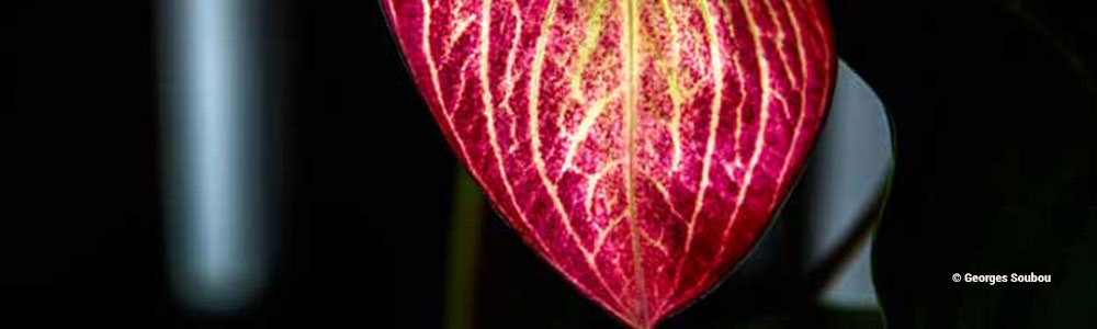 Anthutium de la Réunion.