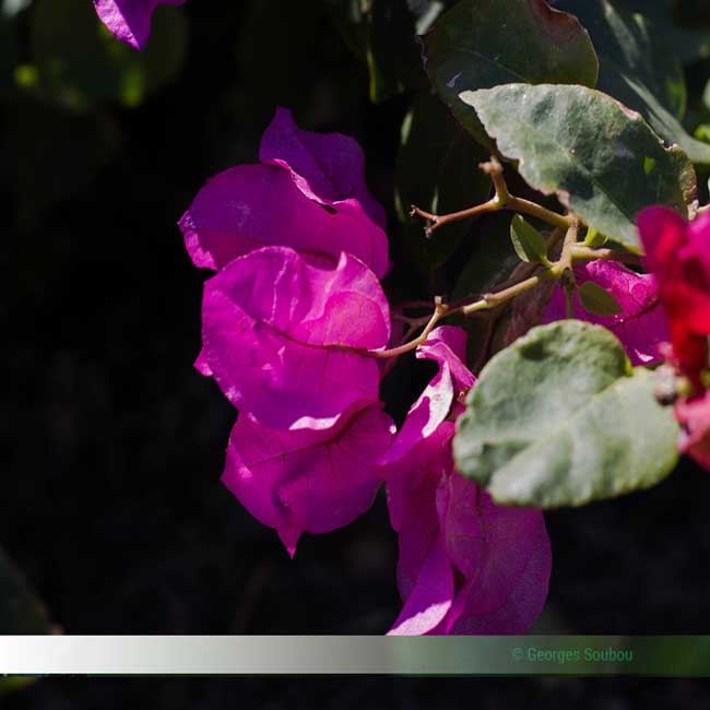 Les bougainvilliers de l'Île de la Réunion.