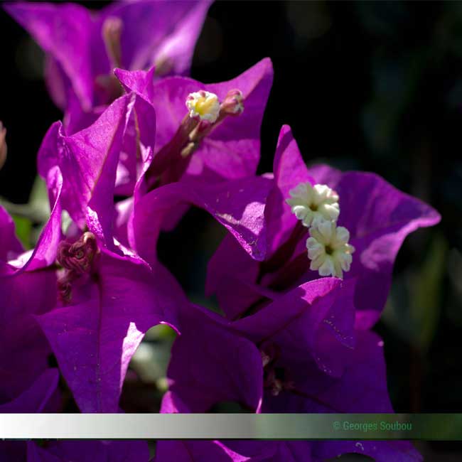 Bougainville mauve de la Réunion.