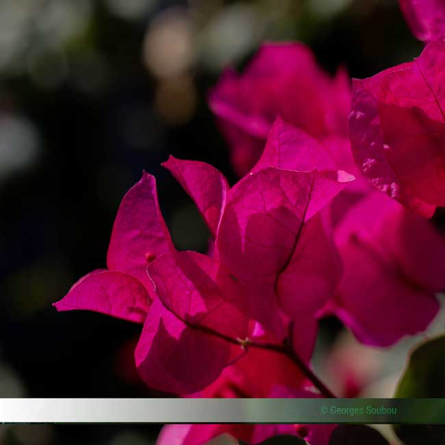 Le bougainvillier est une plante importée à la Réunion.