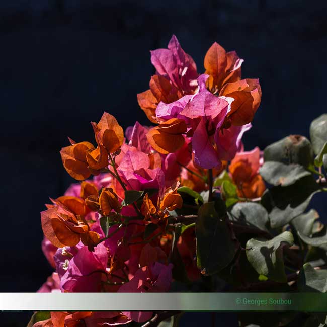 Espèces de bougainvilles à la Réunion.