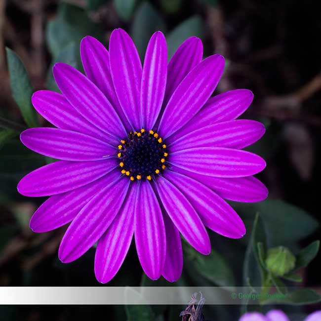 Fleur des champs à la Réunion.