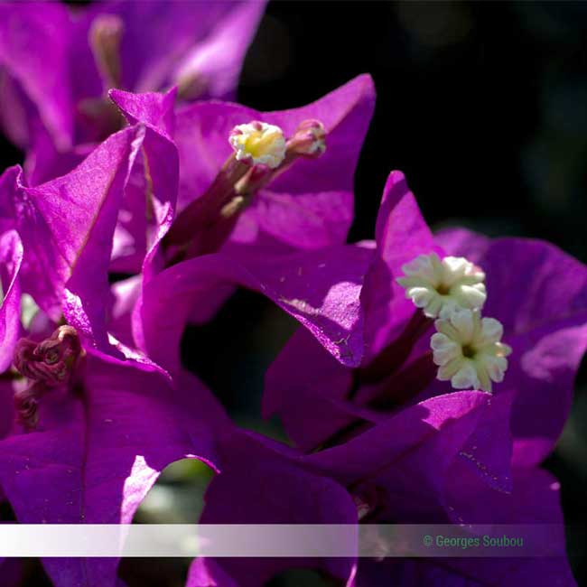 Bougainville mauve en fleur.