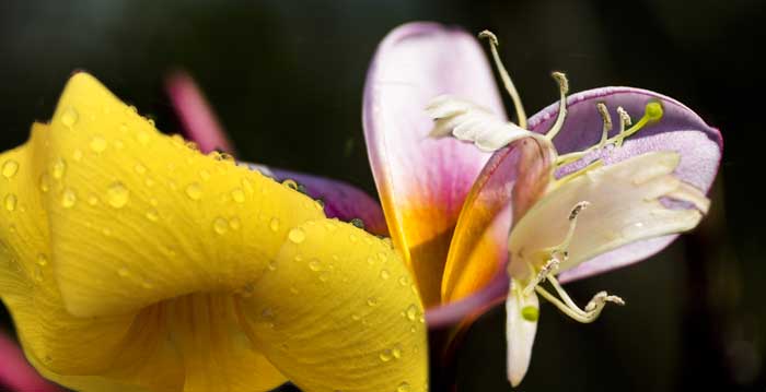 Fleur de frangipanier