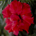 Hibiscus aux 30 000 variétés