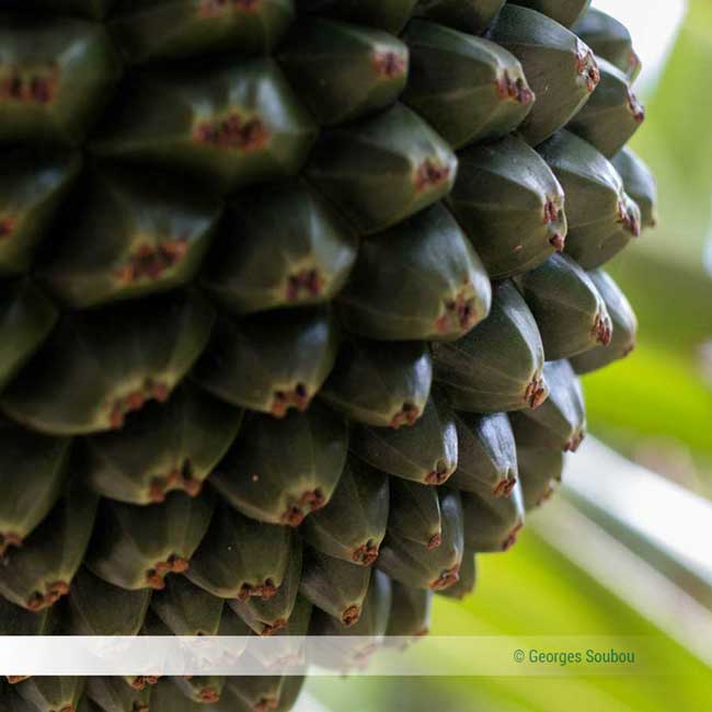 Fruit de pandanus, à la Réunion vakoas.