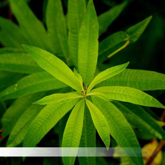 La verveine citronnelle de la Réunion.